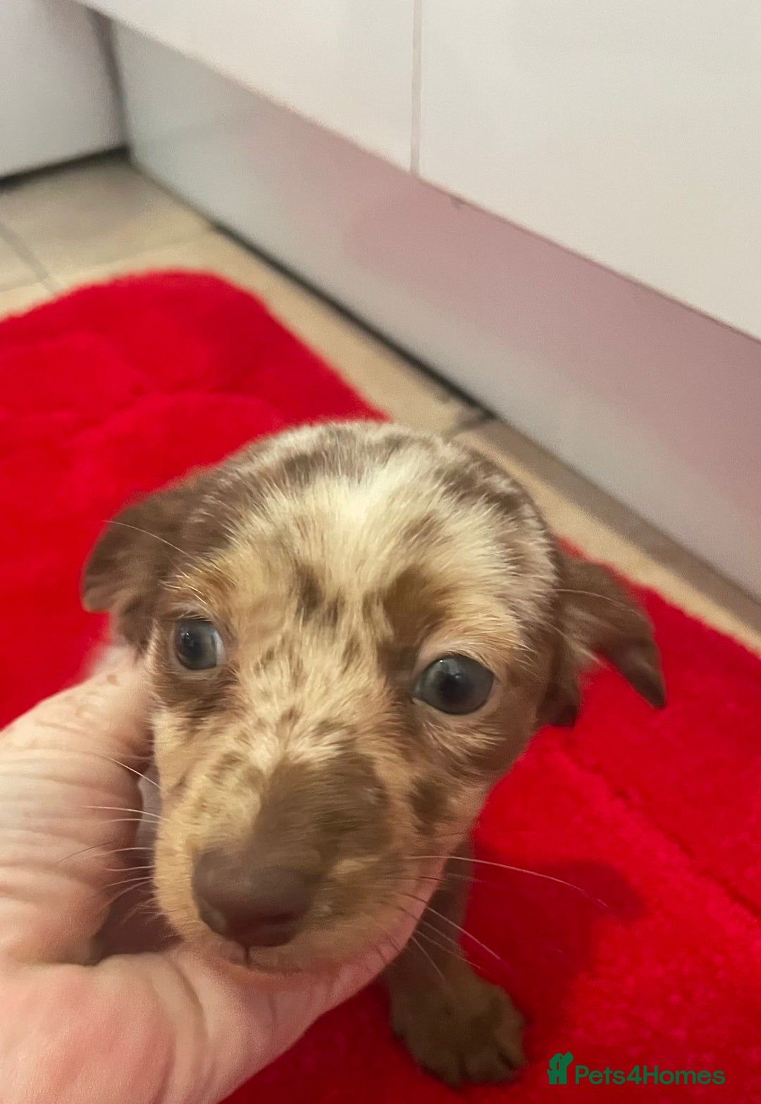 Mixed Breed dogs for sale: Dachshund x Jack Russel for sale - Advert 3