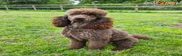 Poodle dogs for stud: Beautiful Cafe Au Lait Moyen Poodle Stud in Warwick - Advert 4