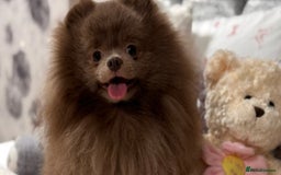 Pomeranian dogs for sale: Kc registered Pomeranian puppies - Image 9