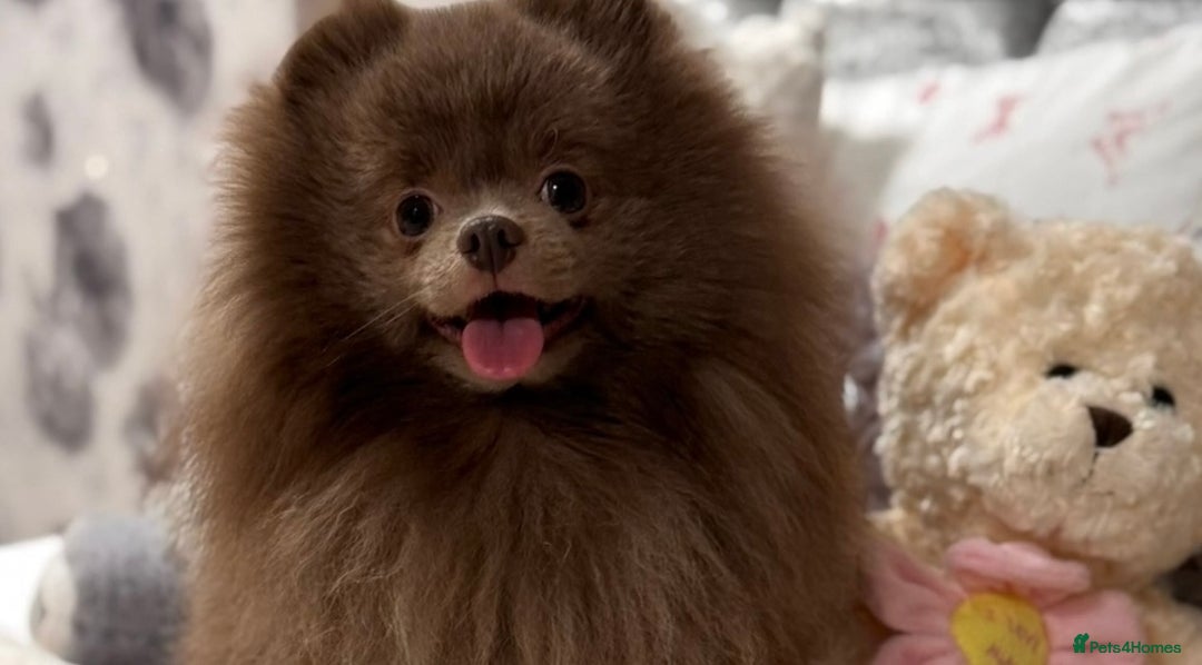 Pomeranian dogs for sale: Kc registered Pomeranian puppies - Image 9