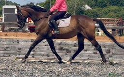 English Thoroughbred horses for sale: Sweet horse looking for solo home - Image 13