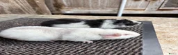 Guinea Pig rodents for sale: Teddy Guinea pigs - Advert 3