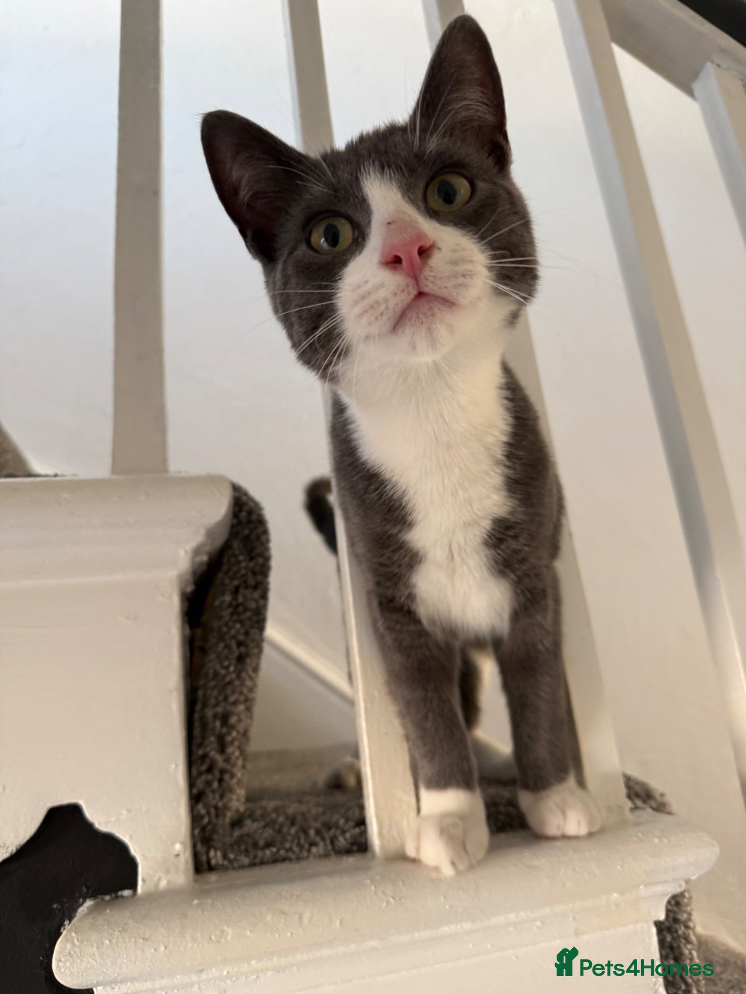 Domestic Shorthair cats Gorgeous Grey and White Boy kitten for sale - Advert 3