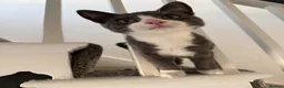 Domestic Shorthair cats for sale: Gorgeous Grey and White Boy kitten for sale in Birkenhead - Advert 1