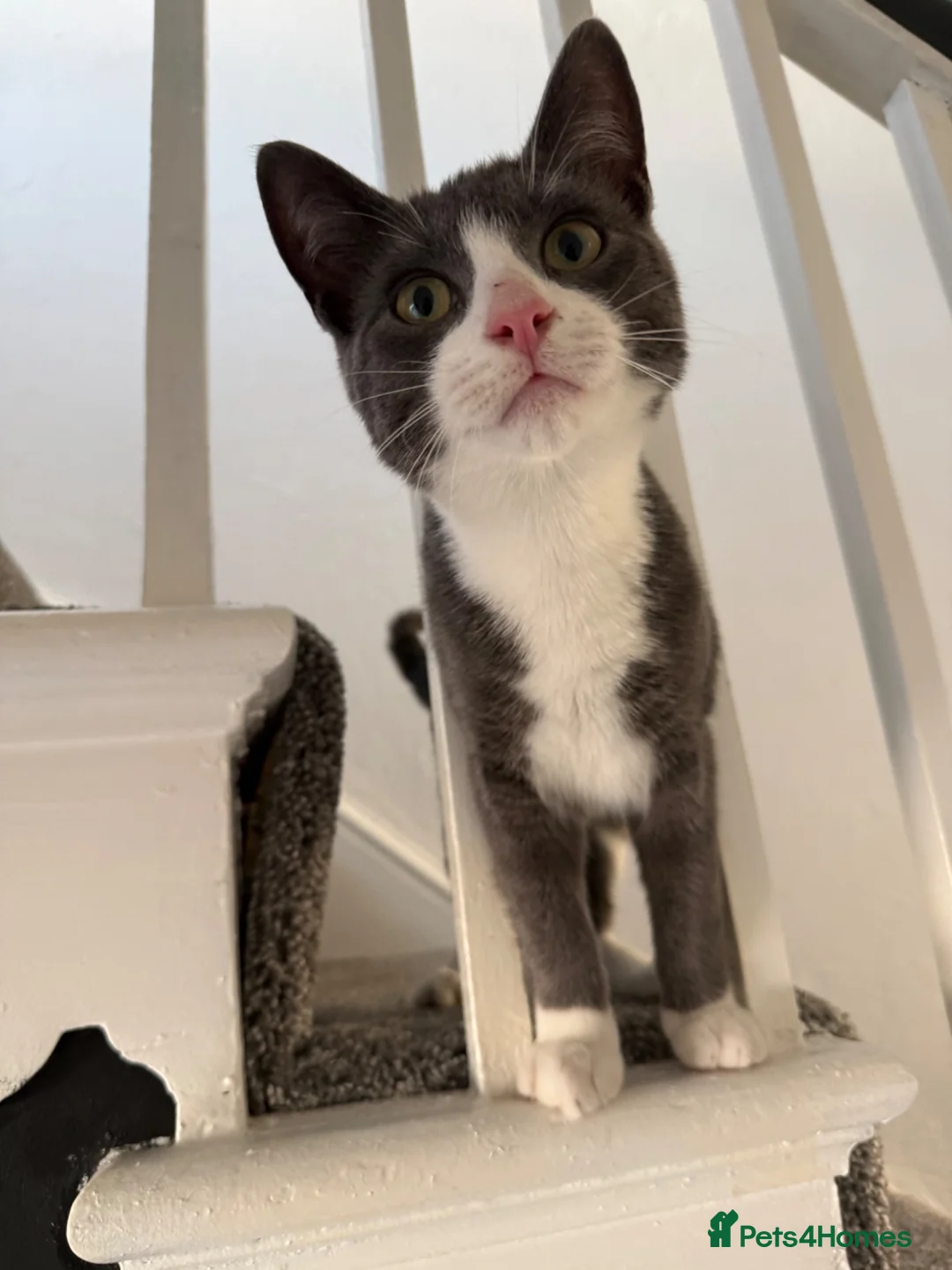 Domestic Shorthair cats for sale: Gorgeous Grey and White Boy kitten for sale in Birkenhead - Advert 1