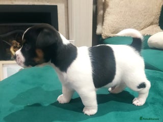 Jack Russell dogs Traditional jack Russell puppy - Advert 17