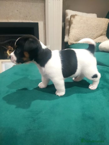 Jack Russell dogs Traditional jack Russell puppy - Advert 7