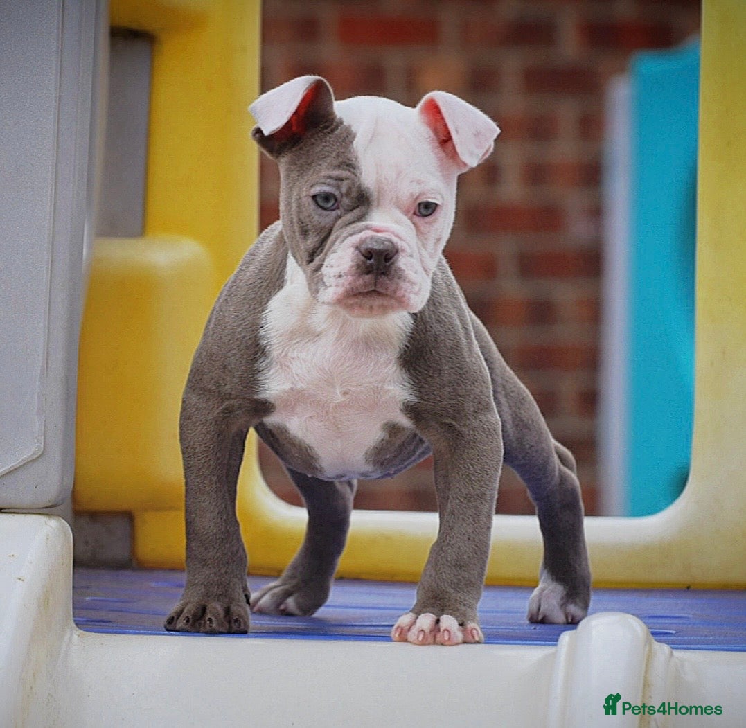 Olde English Bulldogge dogs 23❤️YEARS❤️5⭐️RATED❤️LICENSED❤️PROFESSIONALS❤️ - Advert 2