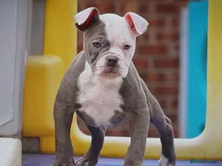 Olde English Bulldogge dogs 23❤️YEARS❤️5⭐️RATED❤️LICENSED❤️PROFESSIONALS❤️ - Advert 2