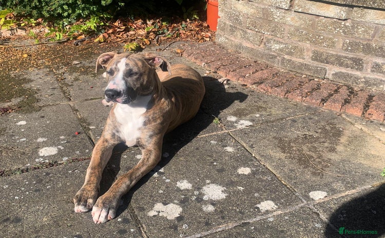 Mixed Breed dogs - Advert 15