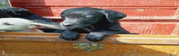 Labrador Retriever dogs for sale: Labrador puppies  - Advert 7