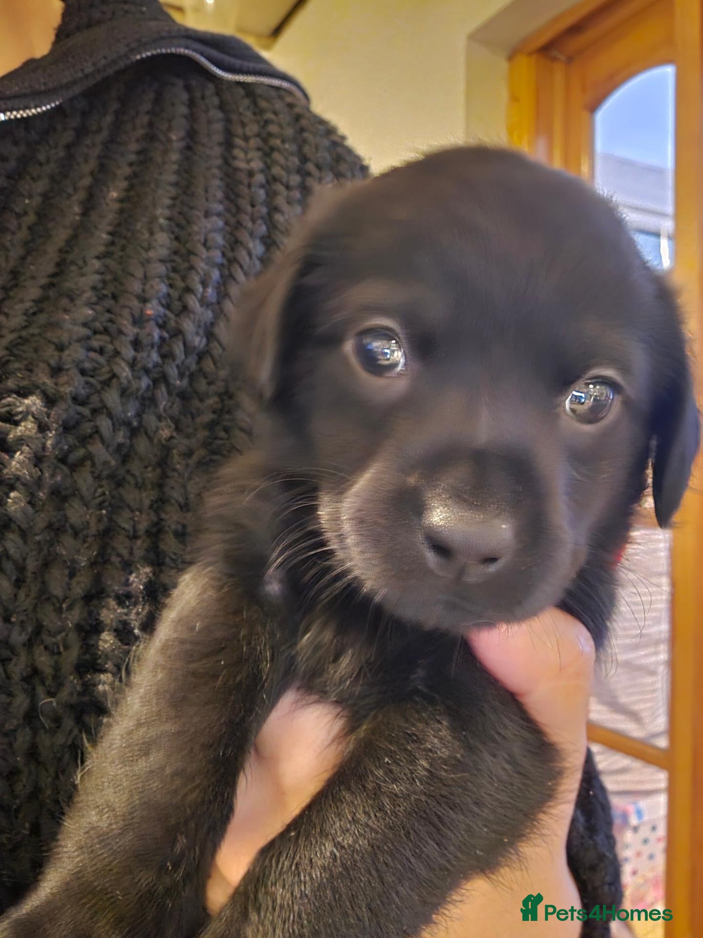 Labrador Retriever dogs * ONLY 1 GIRL LEFT * Labrador Puppies - Advert 18