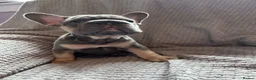 French Bulldog dogs for sale: French bulldogs  - Advert 7