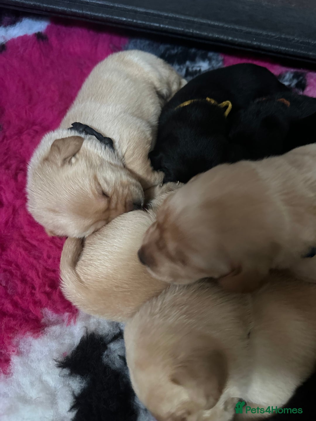Labrador Retriever dogs for sale: Stunning KC Registered FoxRed/Black Labrador Pups  - Image 33