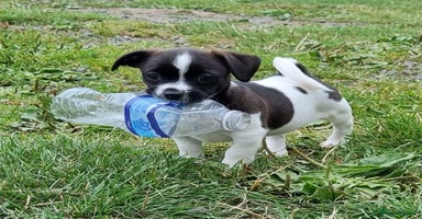 Jack Russell dogs - Advert 1
