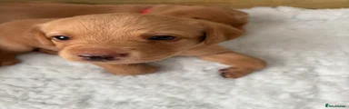 Labrador Retriever Puppy 2