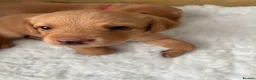 Labrador Retriever dogs for sale: Gorgeous Labrador puppies  - Advert 8