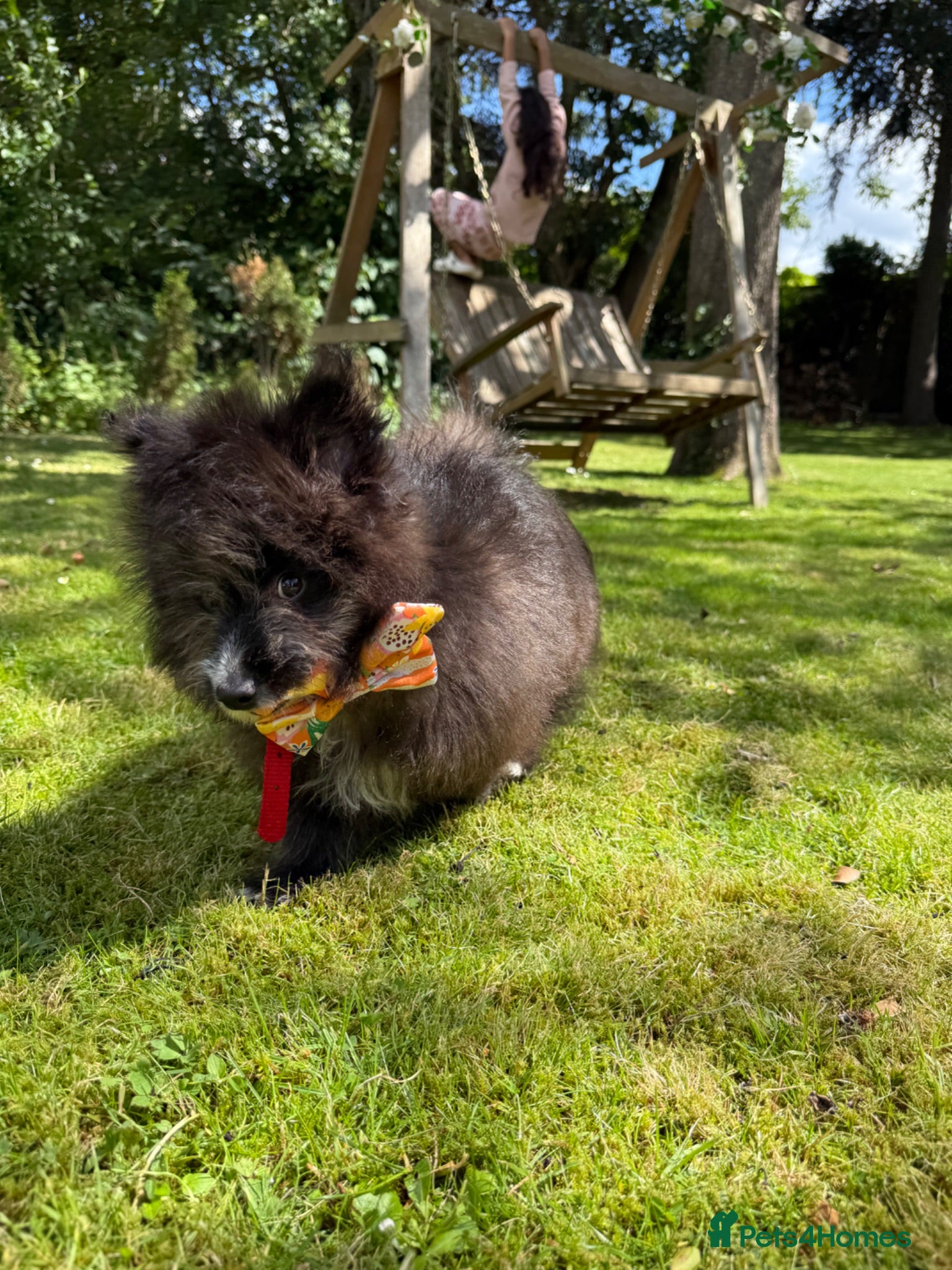 Pomeranian dogs Pomeranian puppy for sale  - Advert 4