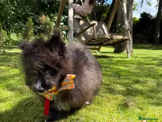 Pomeranian dogs Pomeranian puppy for sale - Advert 2