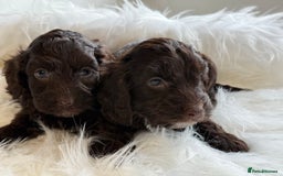 Cockapoo dogs for sale: F1 Cockapoo’s  - Image 7