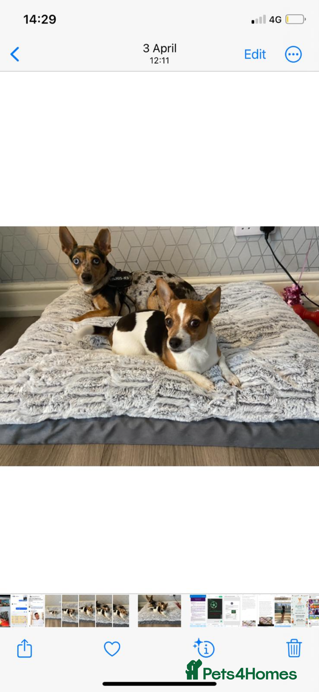 Jack Russell dogs for sale: Miniature Tri coloured Merle Jack Russell  - Image 20