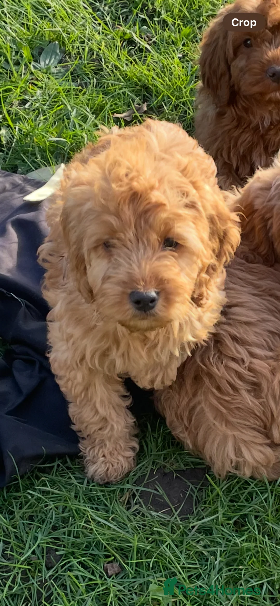 Cockapoo dogs for sale: F1 Cockapoo puppies - Advert 4