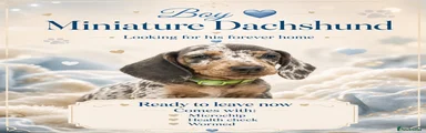Miniature Dachshund 2