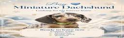 Miniature Dachshund dogs for sale: Miniature Dashounds puppy’s  - Advert 10