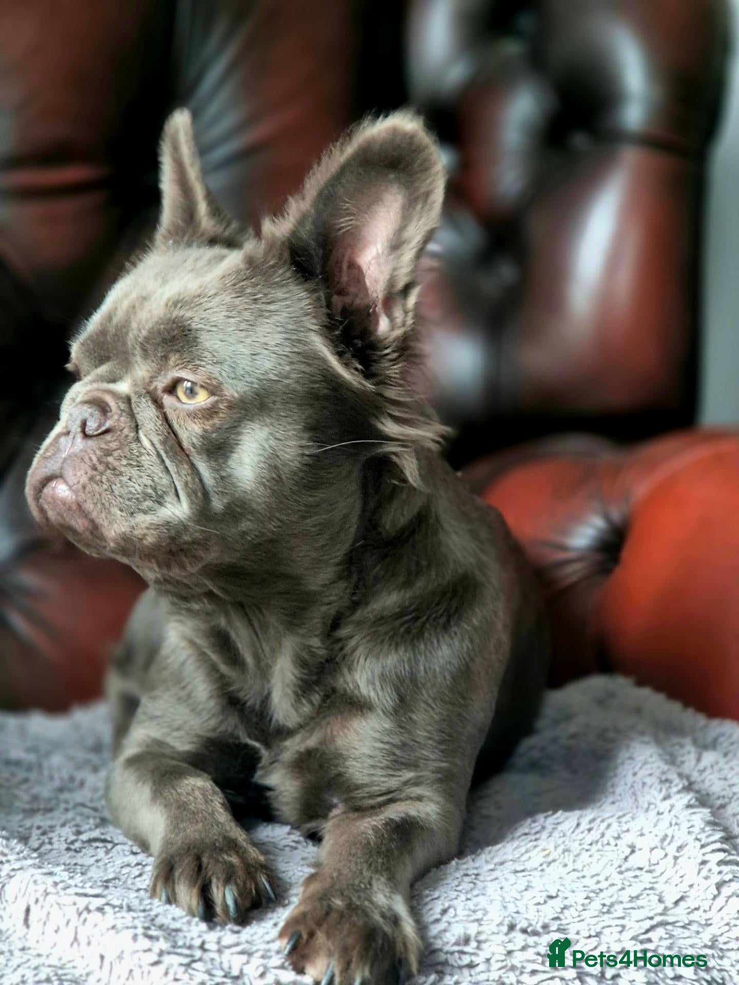 French Bulldog dogs 5 Beautiful French Bulldogs - Advert 6