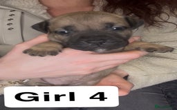 Mixed Breed dogs for sale: Mastiff puppies - Image 13