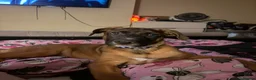 Mixed Breed dogs for sale: Urgent rehome needed  - Advert 2