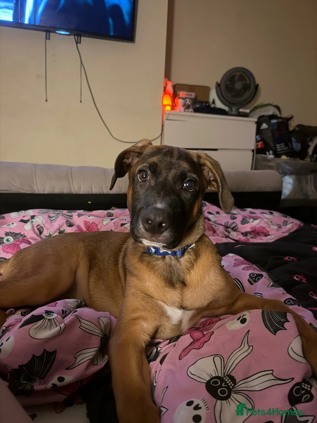 Mixed Breed dogs for sale: Urgent rehome needed  - Advert 2