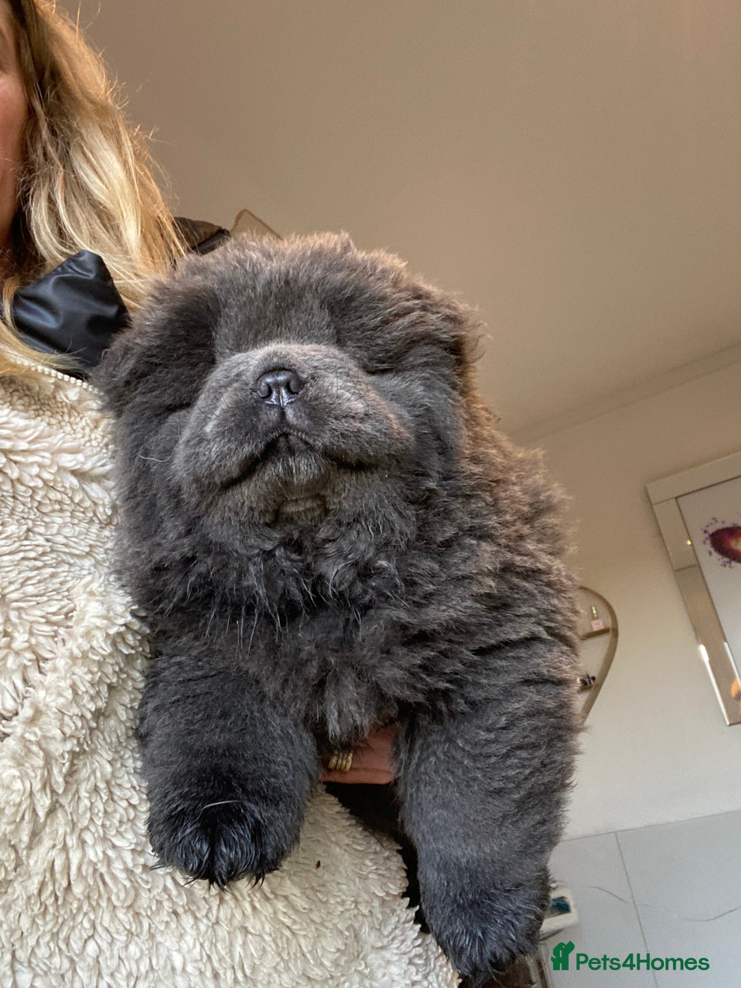Chow Chow dogs for sale: Stunning Chow chow pups ready for new homes  - Advert 9