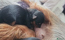 Yorkshire Terrier dogs for sale:  Yorkshire terriers🐶Kc.reg.💙1 BOY available 🧡💚 - Image 3