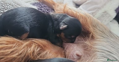 Yorkshire Terrier dogs - Advert 1