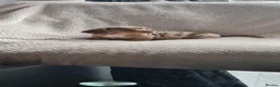 Dachshund dogs for sale: Kc paperd miniature dachshund puppies for sale - Advert 7