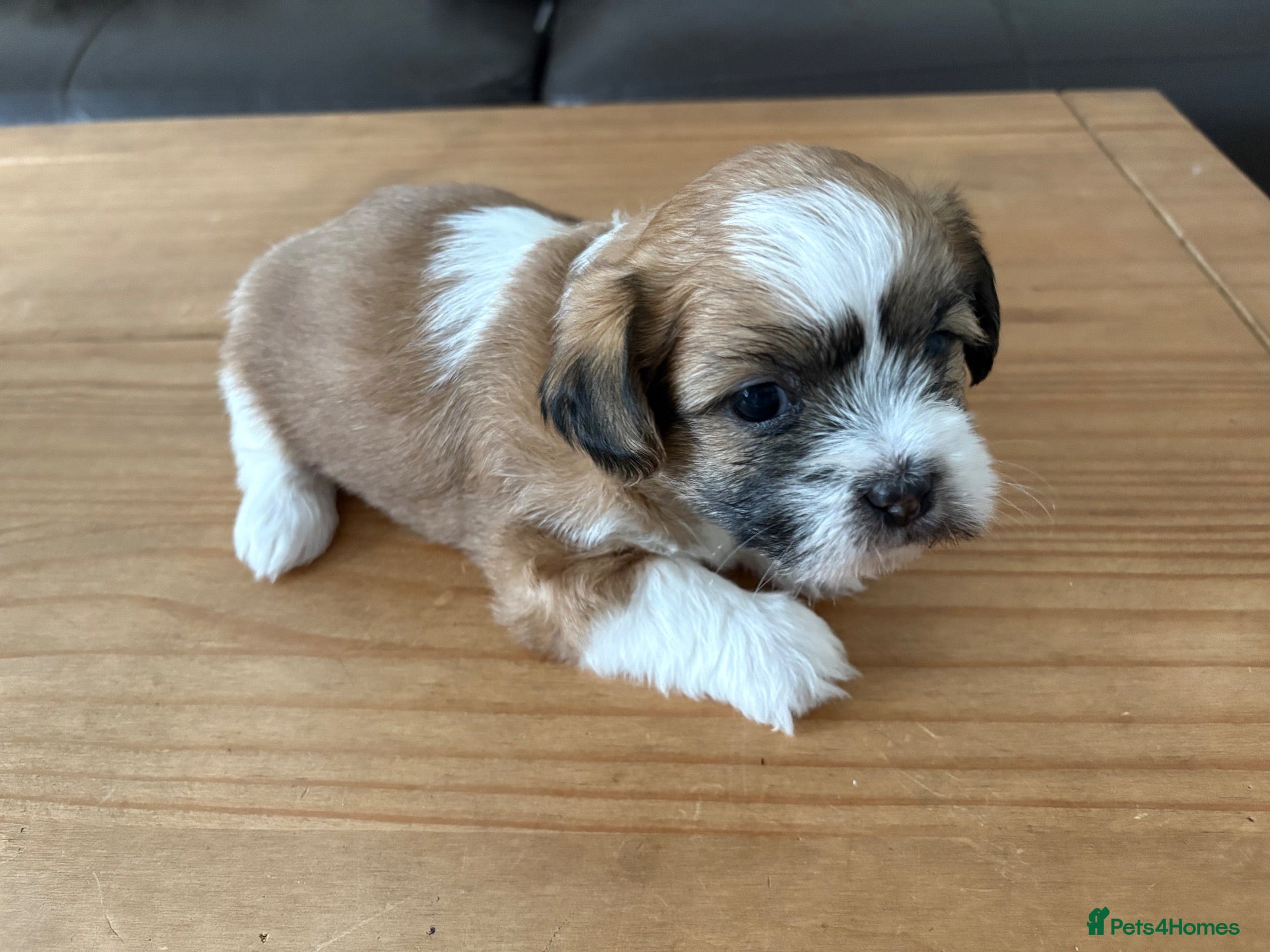 Shih Tzu dogs Beautiful Shih Tzu puppies  - Advert 2