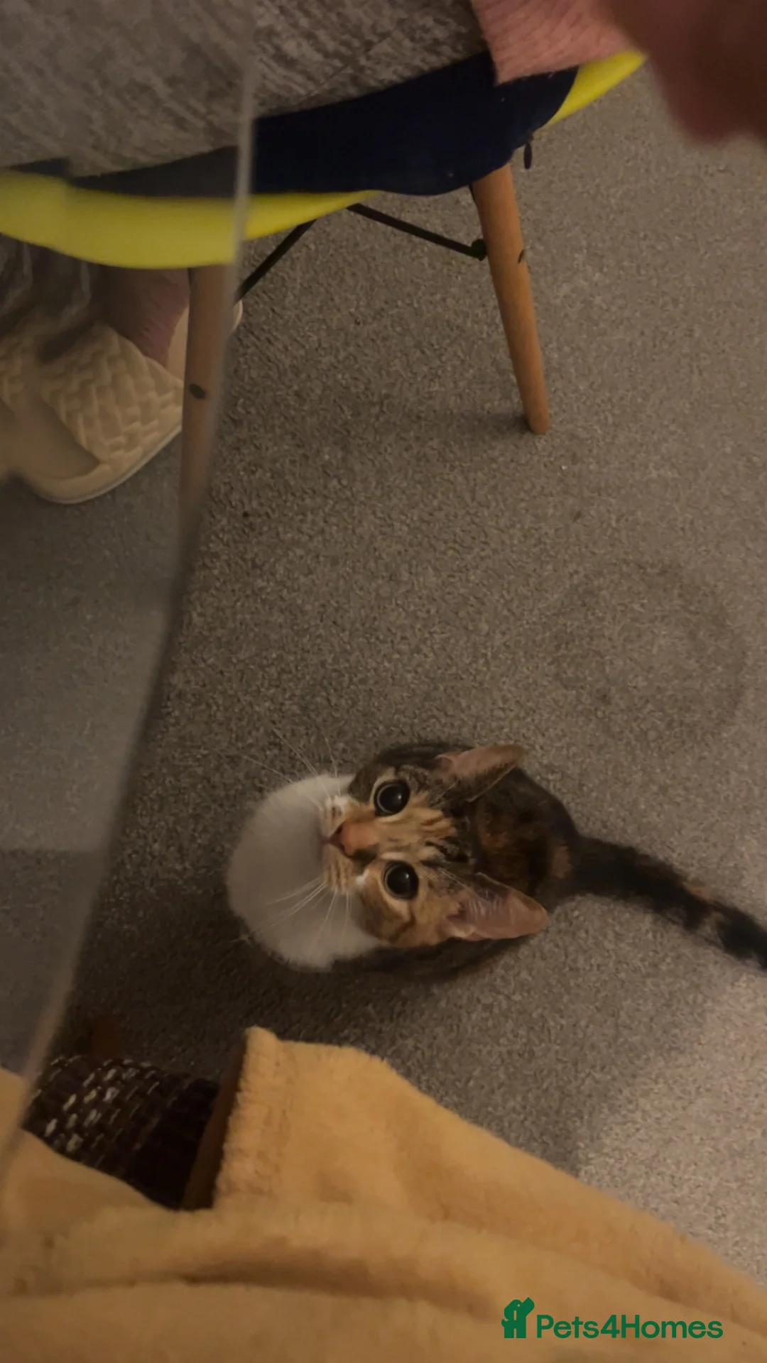 Mixed Breed cats for sale: Inside Female tabby calico cat about 2 and a half. - Advert 7