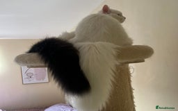 Persian cats for sale: Gentle and sweet Persian kittens - Image 8