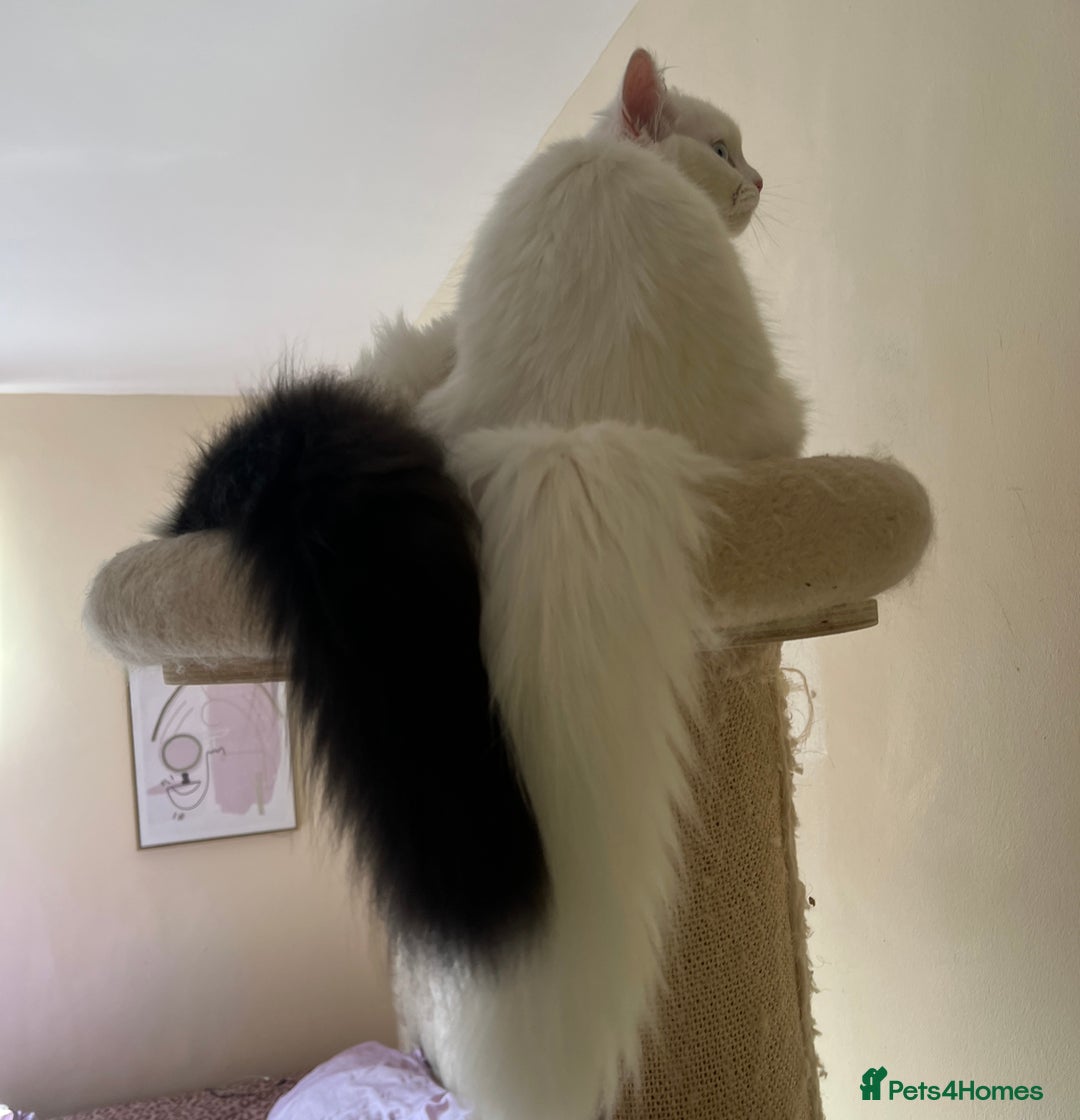 Persian cats for sale: Gentle and sweet Persian kittens - Image 8