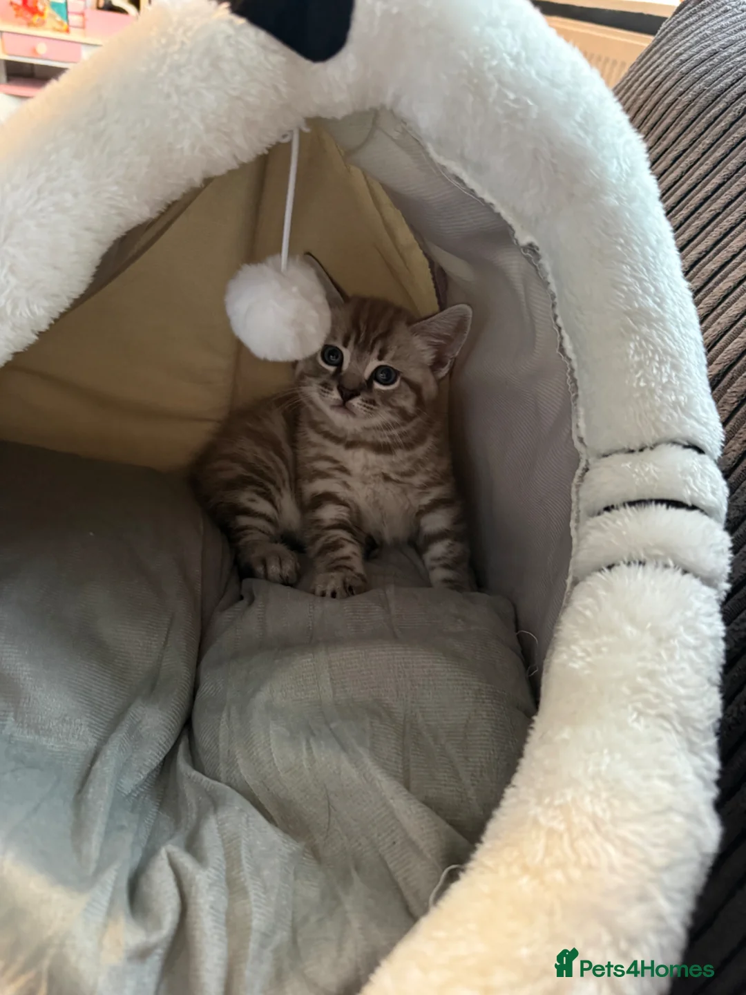 Mixed Breed cats for sale: BSH cross Bengal - Advert 10