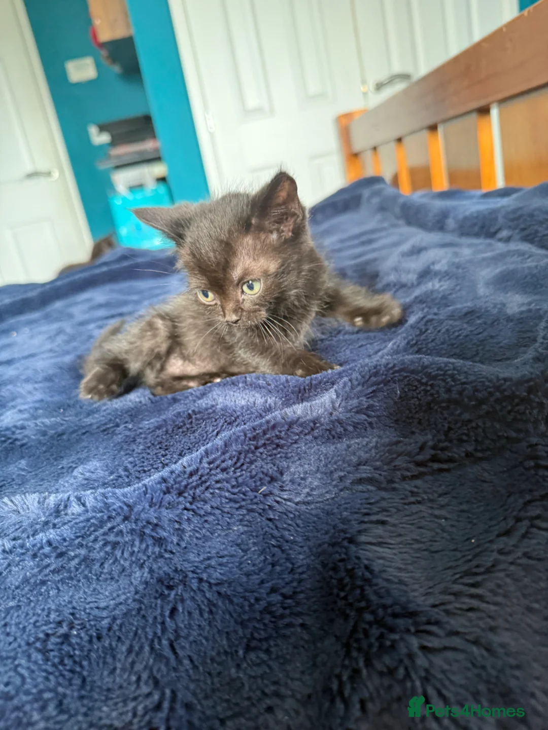 British Shorthair cats for sale: 2 x British short hair x Sphynx  - Advert 2