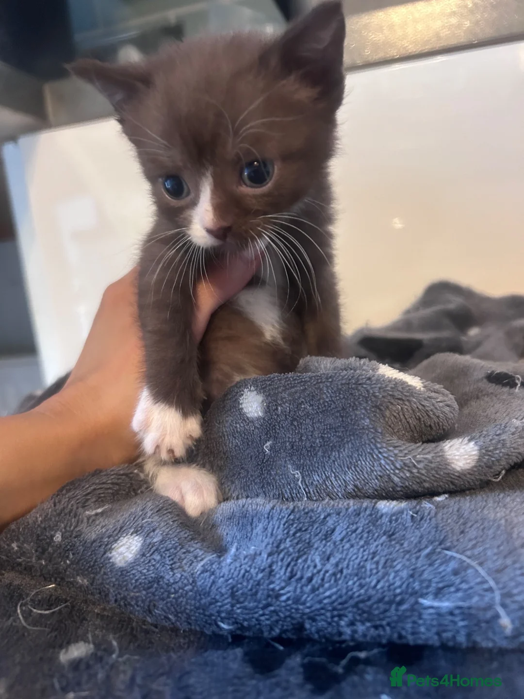 Mixed Breed cats for sale: Half Sphynx Kittens  - Advert 7