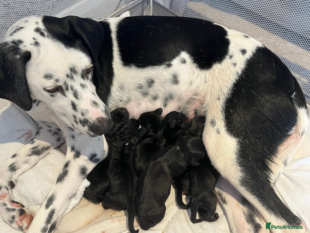 Mixed Breed dogs for sale: Dalmatian x dachshund  - Advert 2