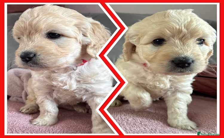Goldendoodle dogs - Advert 3