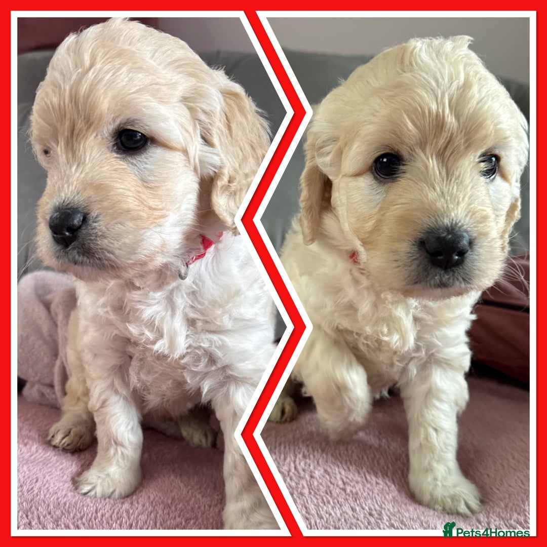 Goldendoodle dogs for sale: Stunning f1 Mini Goldendoodles Family Raised - Image 3