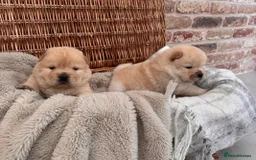 Chow Chow dogs for sale: SHOW QUALITY KC REGISTERED CHOW CHOW PUPPIES - Image 8
