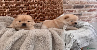 Chow Chow dogs - Advert 2