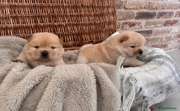 Chow Chow dogs - Advert 1