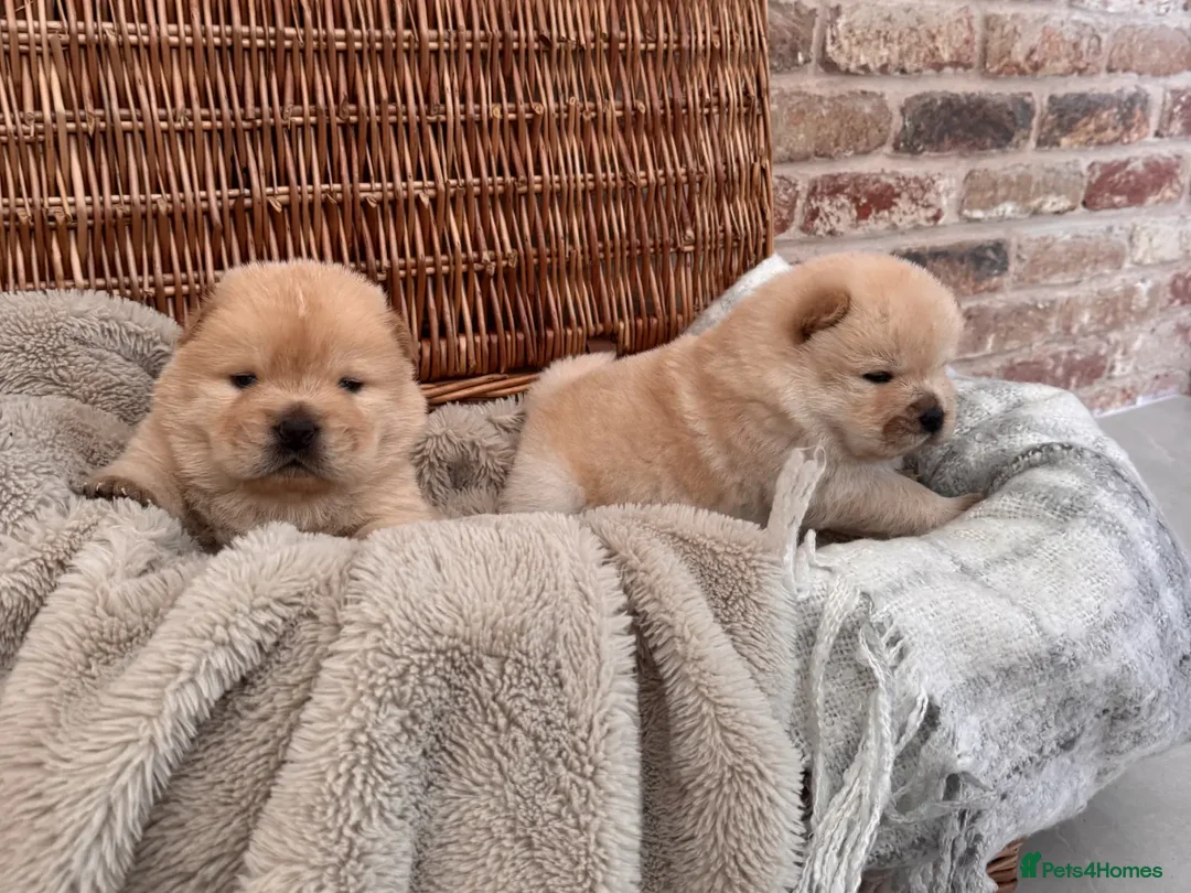 Chow Chow dogs for sale: SHOW QUALITY KC REGISTERED CHOW CHOW PUPPIES - Image 8